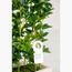Schefflera Plant - 125 cm-InfluencerCodes_Ramadan26_All_20012026-image-4