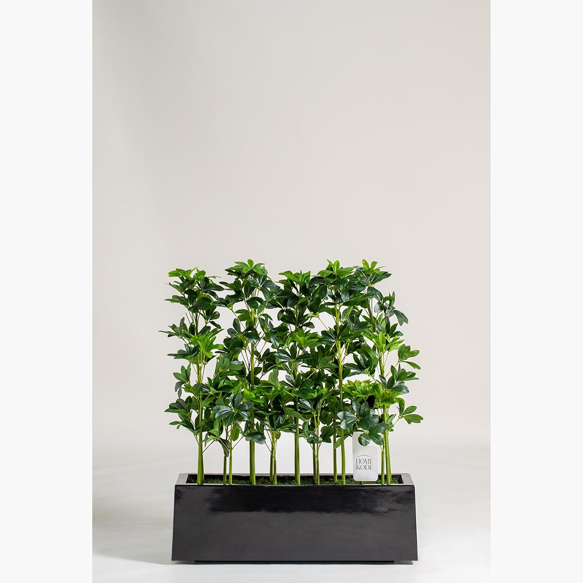 Schefflera Plant - 110 cm