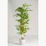 Queensland Bottle Plant - 150 cm-InfluencerCodes_Ramadan26_All_20012026-image-1
