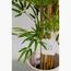 Queensland Bottle Plant - 150 cm-InfluencerCodes_Ramadan26_All_20012026-image-2
