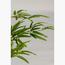 Queensland Bottle Plant - 150 cm-InfluencerCodes_Ramadan26_All_20012026-image-3
