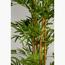 Queensland Bottle Plant - 150 cm-InfluencerCodes_Ramadan26_All_20012026-image-4