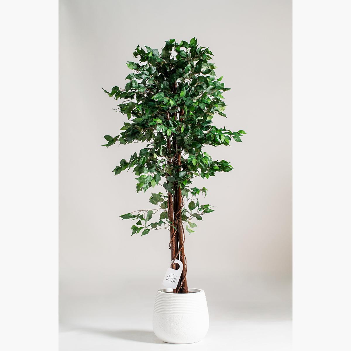 Ficus Benjamina Tree - 210 cm