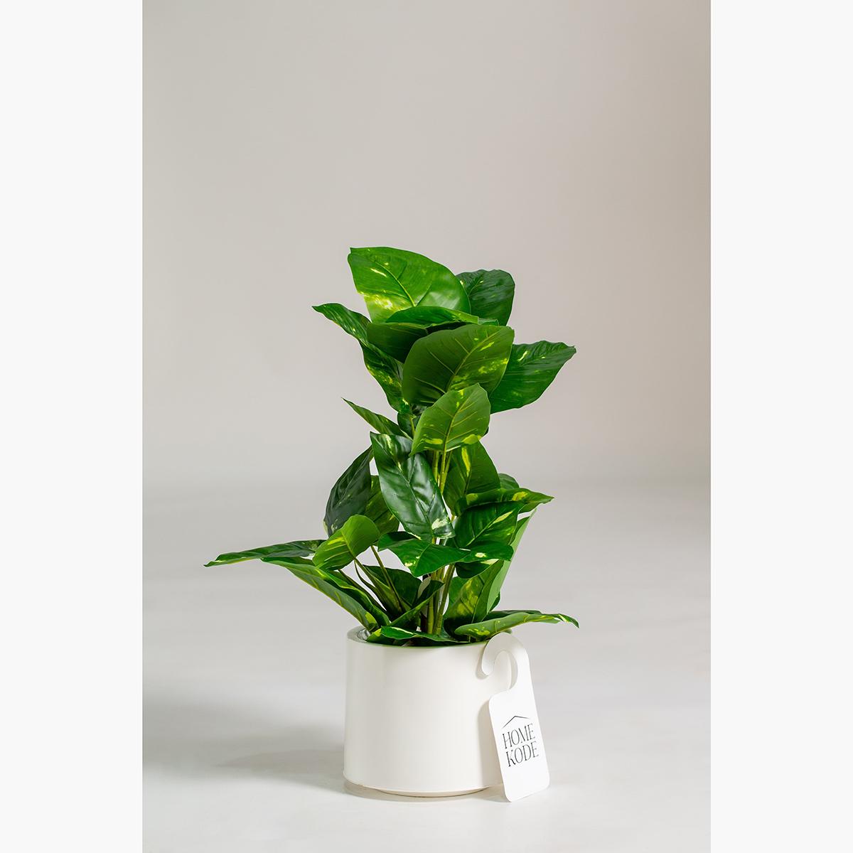 Epipremnum Pinnatum Plant - 70 cm