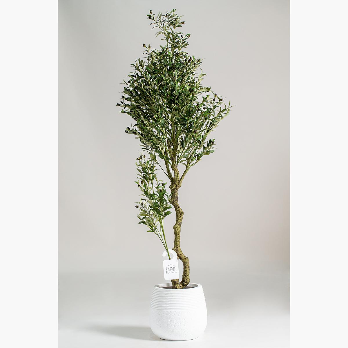 Olive Tree Plant - 220 cm