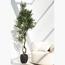 نبات شجرة زيتون - 220 سم-InfluencerCodes_Ramadan26_All_20012026-image-3