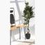 نبات شجرة زيتون - 220 سم-InfluencerCodes_Ramadan26_All_20012026-image-2