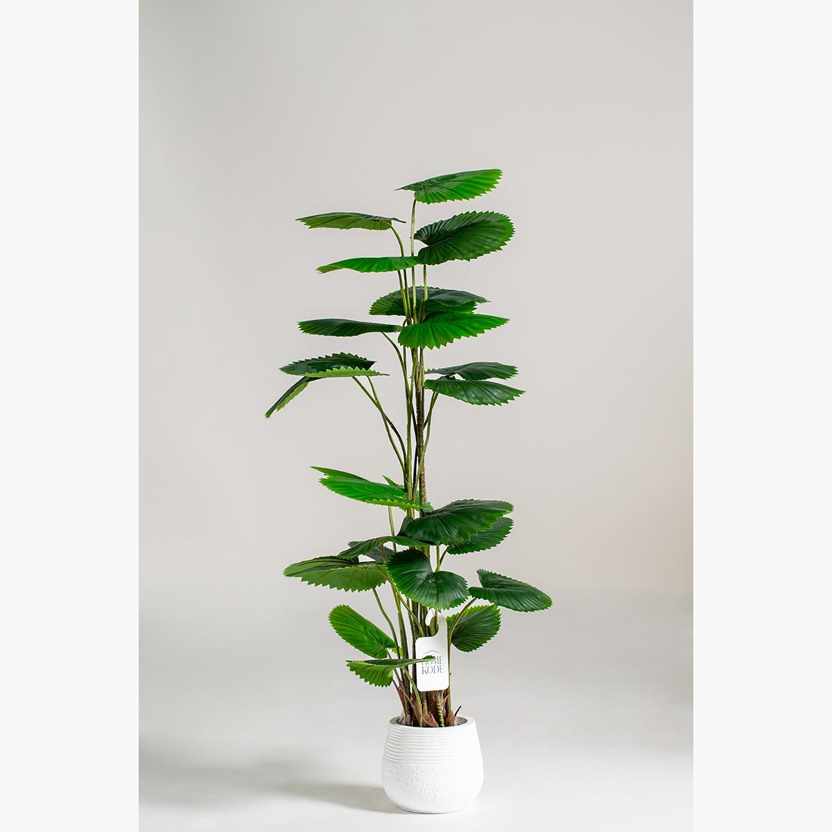 Licuala Orbicularis Plant - 120 cm