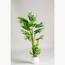 Monstera Adansonii Plant - 120 cm-InfluencerCodes_Ramadan26_All_20012026-image-1