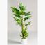 Monstera Adansonii Plant - 120 cm-InfluencerCodes_Ramadan26_All_20012026-image-2