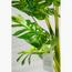 Monstera Adansonii Plant - 120 cm-InfluencerCodes_Ramadan26_All_20012026-image-3