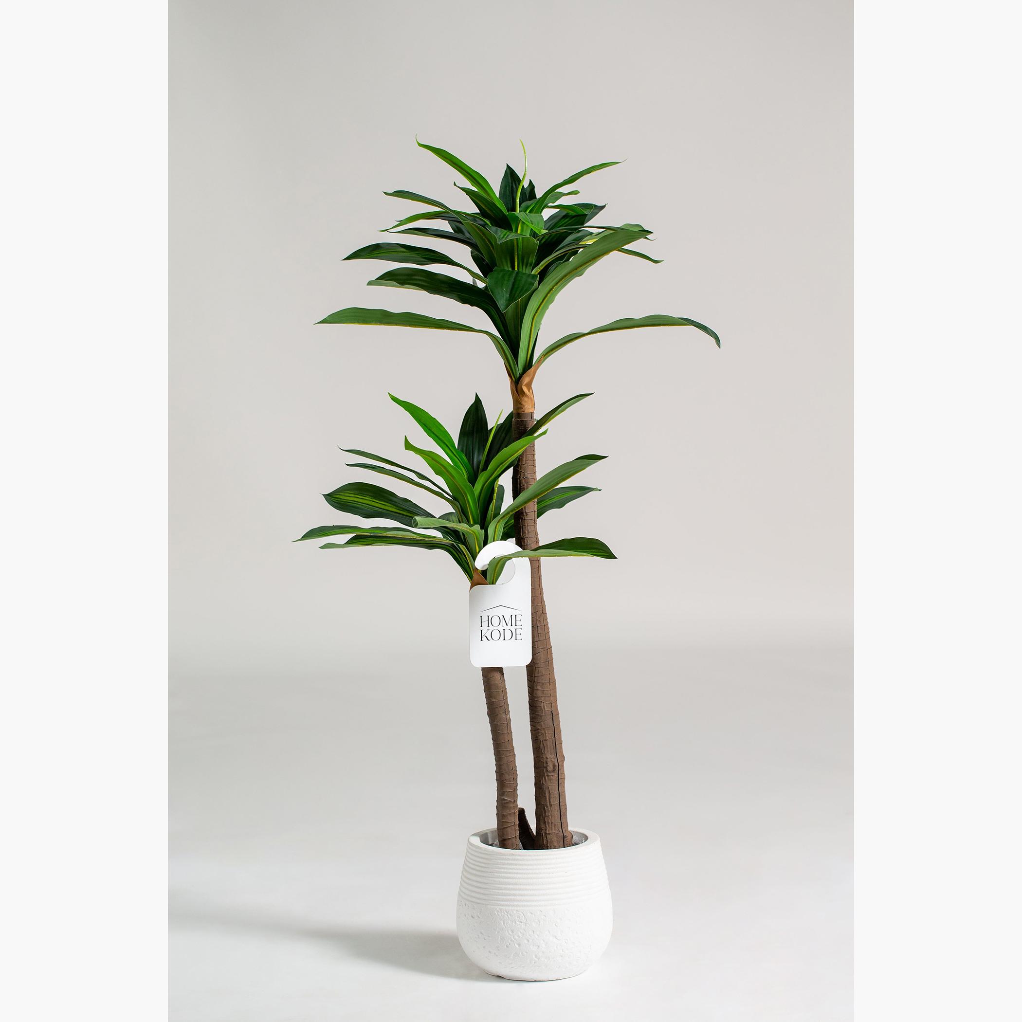 Dracaena Fragrans Tree - 140 cm