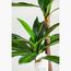 شجرة دراسينا فرانجرانس - 140 سم-InfluencerCodes_Ramadan26_All_20012026-image-2