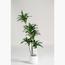 شجرة الدراسينا - 155 سم-InfluencerCodes_Ramadan26_All_20012026-image-3