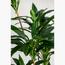 شجرة الدراسينا - 155 سم-InfluencerCodes_Ramadan26_All_20012026-image-1