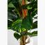 نبات البوتس الذهبي - 130 سم-InfluencerCodes_Ramadan26_All_20012026-image-1