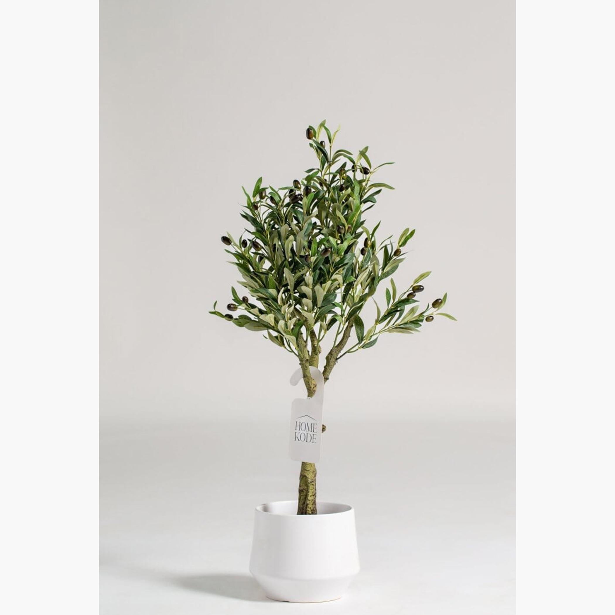 Mini Olive Tree - 100 cm