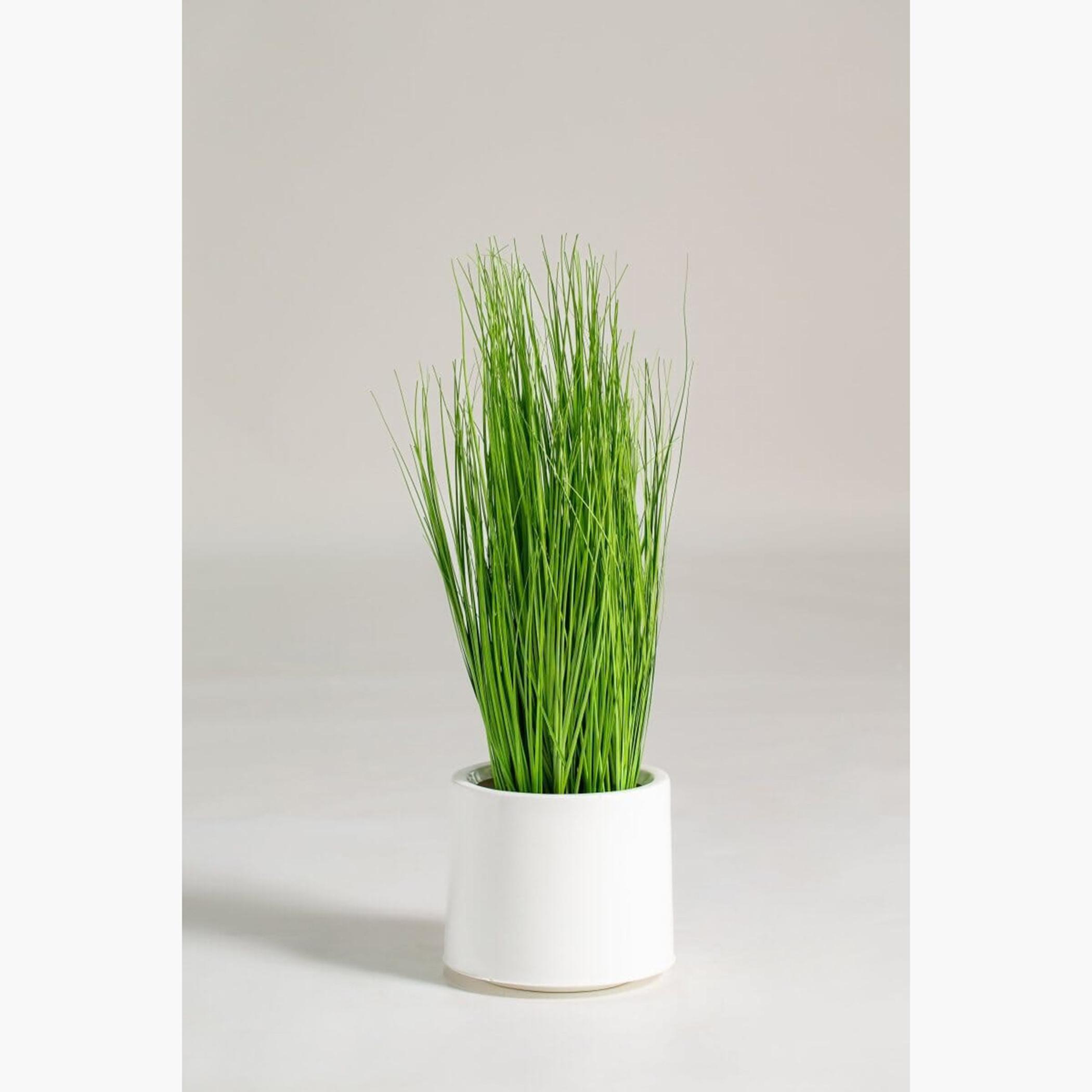 Eleocharis Plant - 70 cm