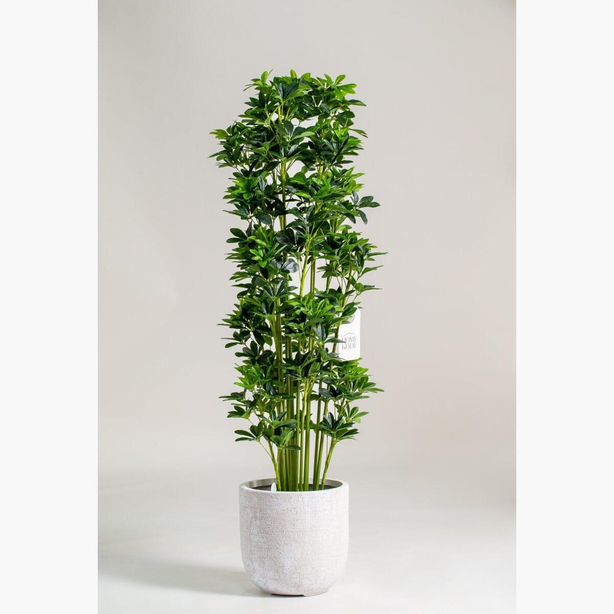 Schefflera Arboricola Tree - 185 cm