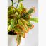 نبات كروتون - 80 سم-InfluencerCodes_Ramadan26_All_20012026-image-2