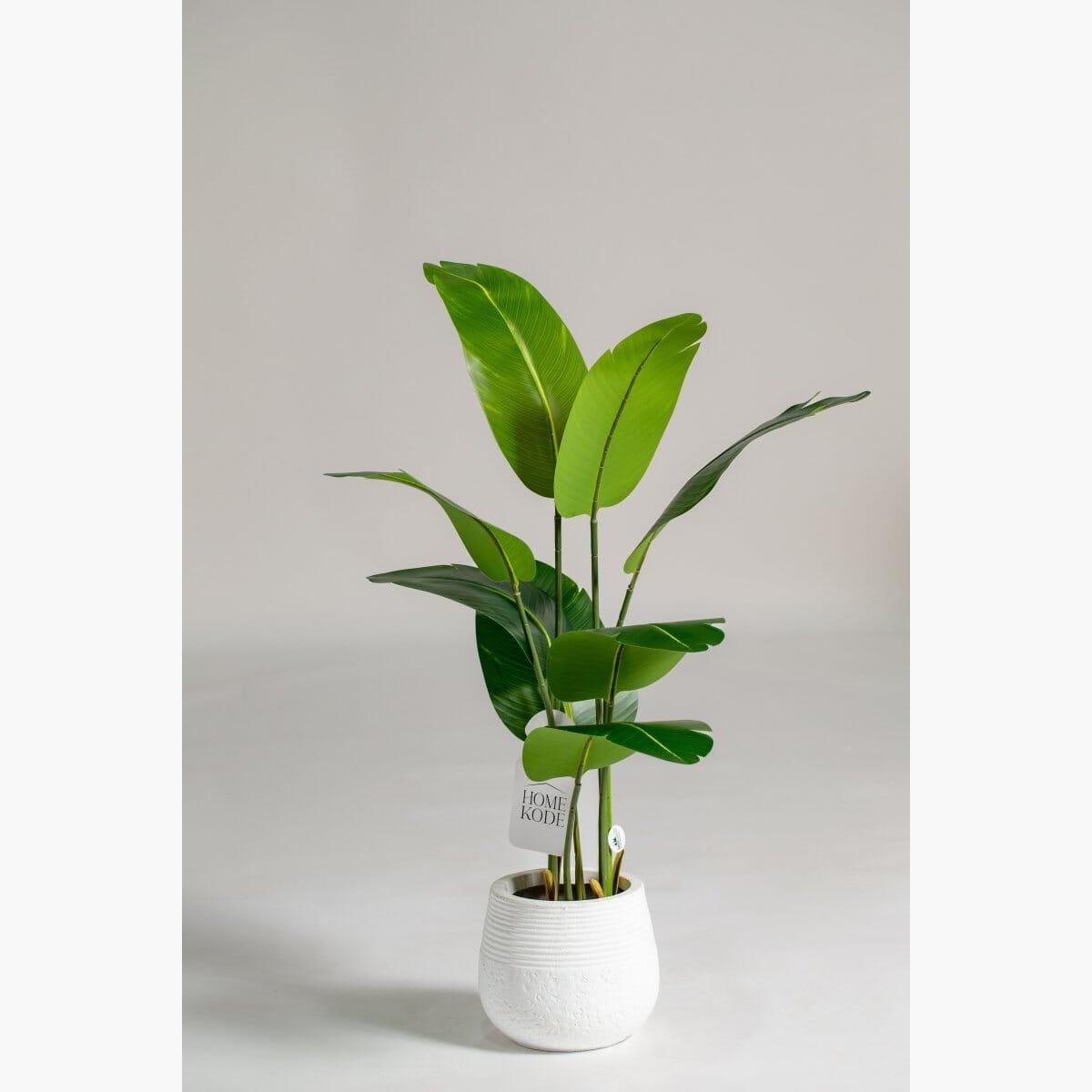 Strelitzia Plant - 100 cm