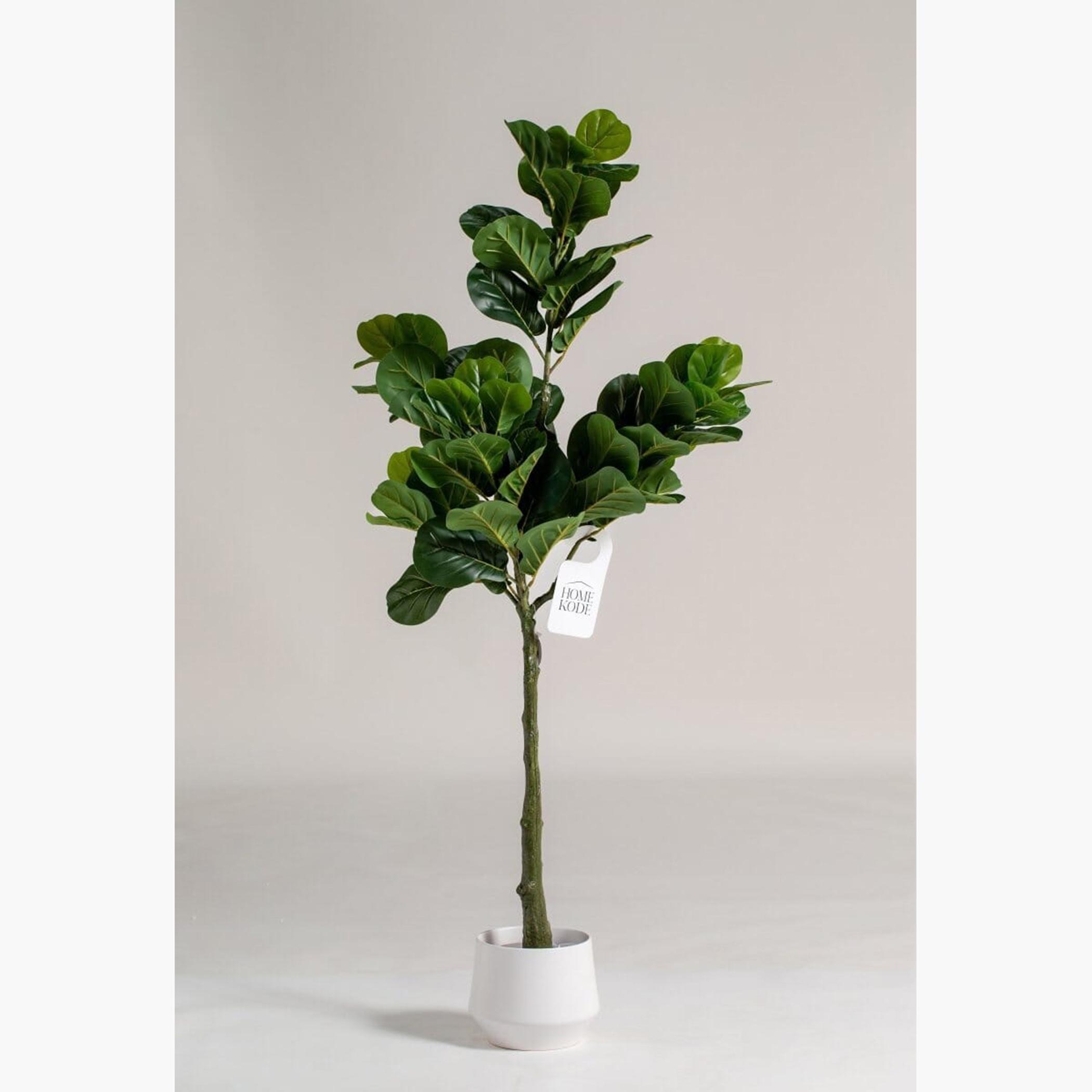 Fiddle Leaf Plant - 100 cm