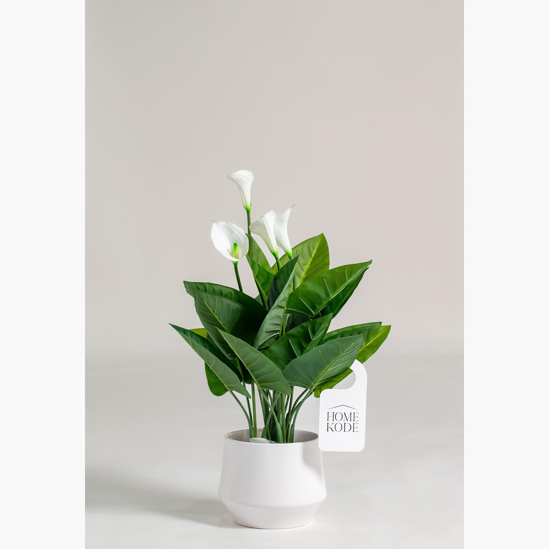 Arum Lily Plant - 75 cm