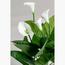 نبتة ليلي أروم - 75 سم-InfluencerCodes_Ramadan26_All_20012026-image-2