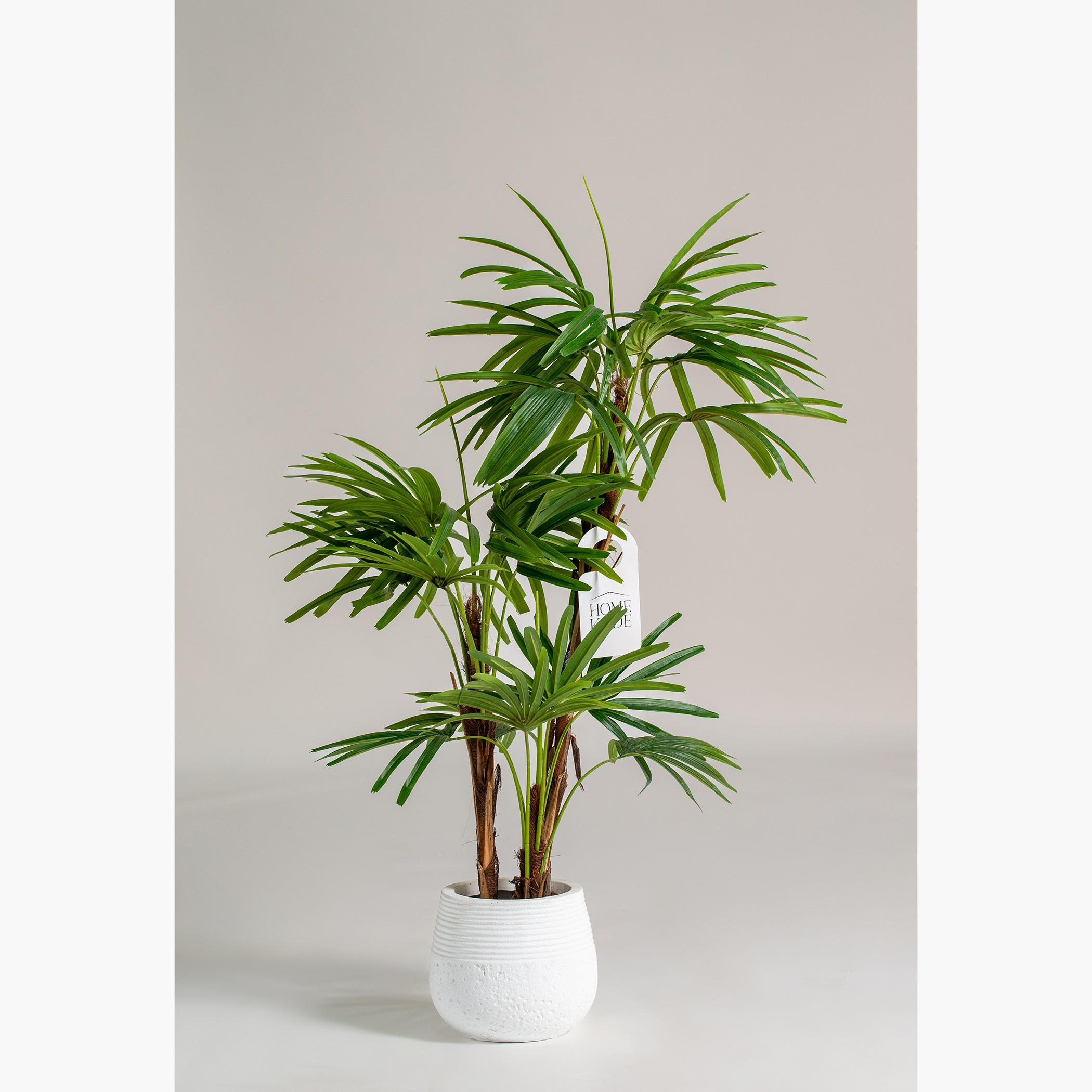 Broadleaf Lady Palm Tree - 130 cm