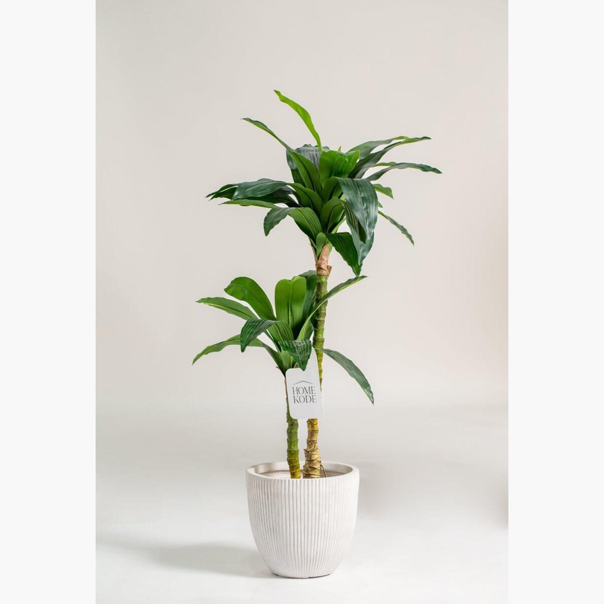 Dracaena Fragrans Plant - 150 cm
