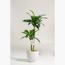 Dracaena Fragrans Plant - 150 cm-InfluencerCodes_Ramadan26_All_20012026-image-1