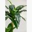 Dracaena Fragrans Plant - 150 cm-InfluencerCodes_Ramadan26_All_20012026-image-2