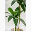 Dracaena Fragrans Plant - 150 cm-InfluencerCodes_Ramadan26_All_20012026-image-3