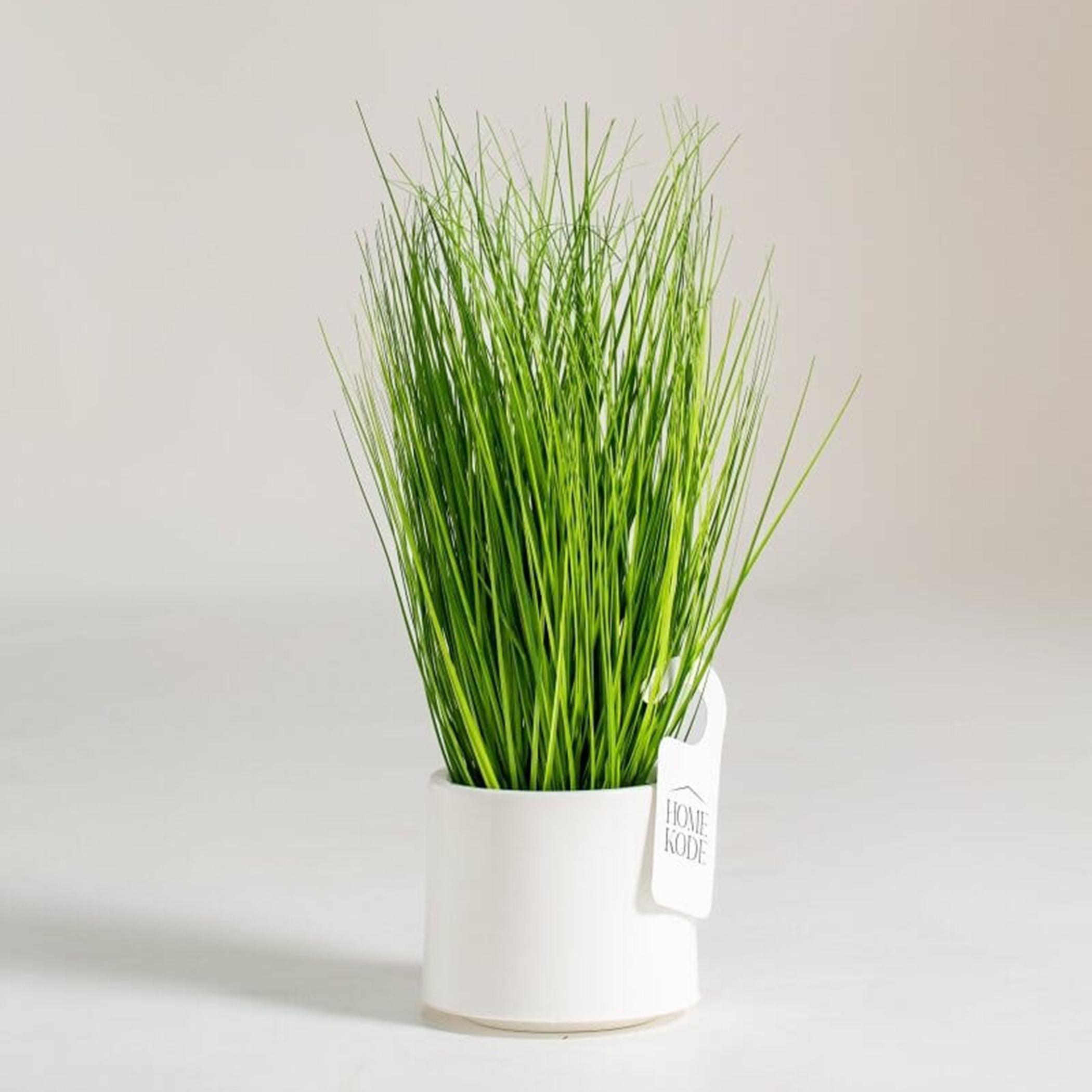 Eleocharis Plant - 90 cm