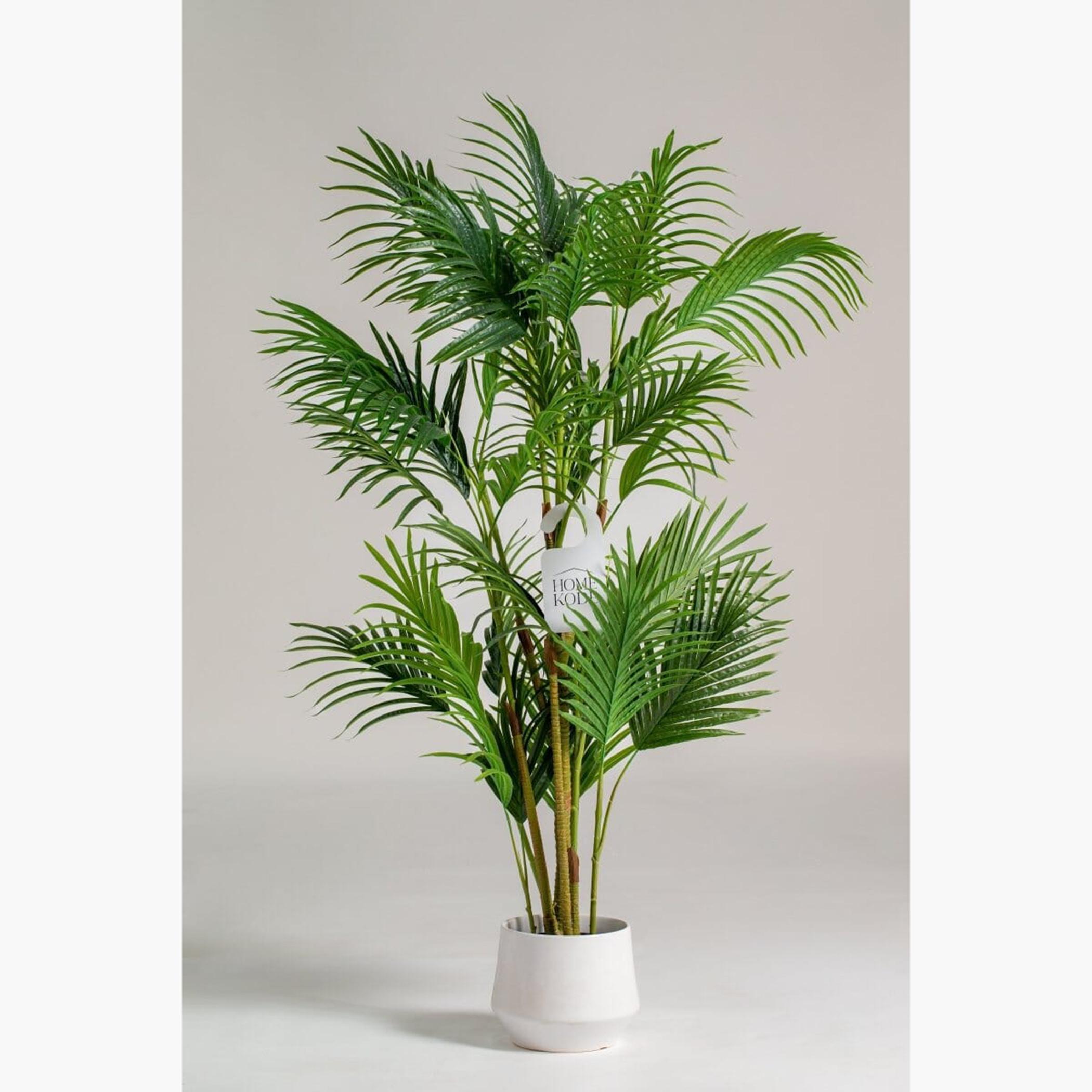 Golden Cane Palm Tree - 180 cm