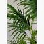 نخلة القصب الذهبية - 180 سم-InfluencerCodes_Ramadan26_All_20012026-image-1