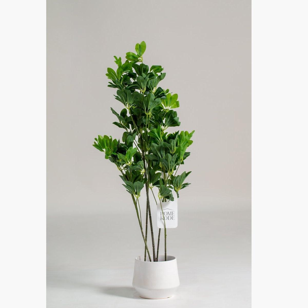 Schefflera Tree - 125 cm