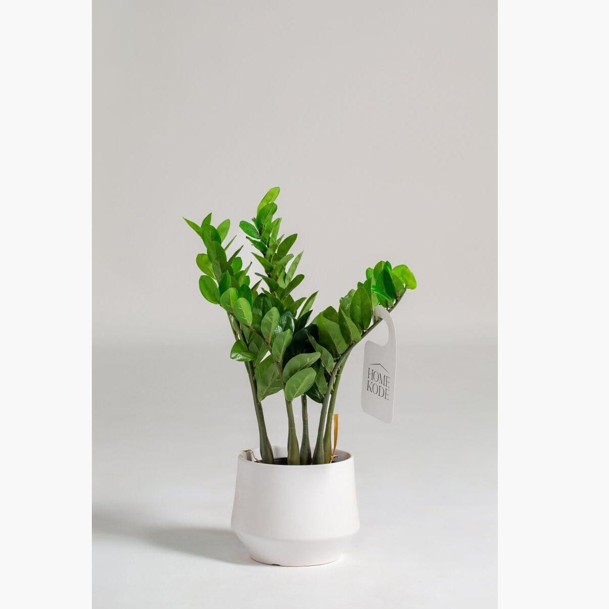 Zamioculcas Zamiifolia Plant - 95 cm