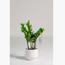 Zamioculcas Zamiifolia Plant - 95 cm-InfluencerCodes_Ramadan26_All_20012026-image-1