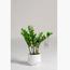 Zamioculcas Zamiifolia Plant - 95 cm-InfluencerCodes_Ramadan26_All_20012026-image-2