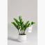 Zamioculcas Zamiifolia Plant - 95 cm-InfluencerCodes_Ramadan26_All_20012026-image-3