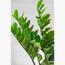 Zamioculcas Zamiifolia Plant - 95 cm-InfluencerCodes_Ramadan26_All_20012026-image-4