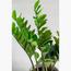 Zamioculcas Zamiifolia Plant - 95 cm-InfluencerCodes_Ramadan26_All_20012026-image-5