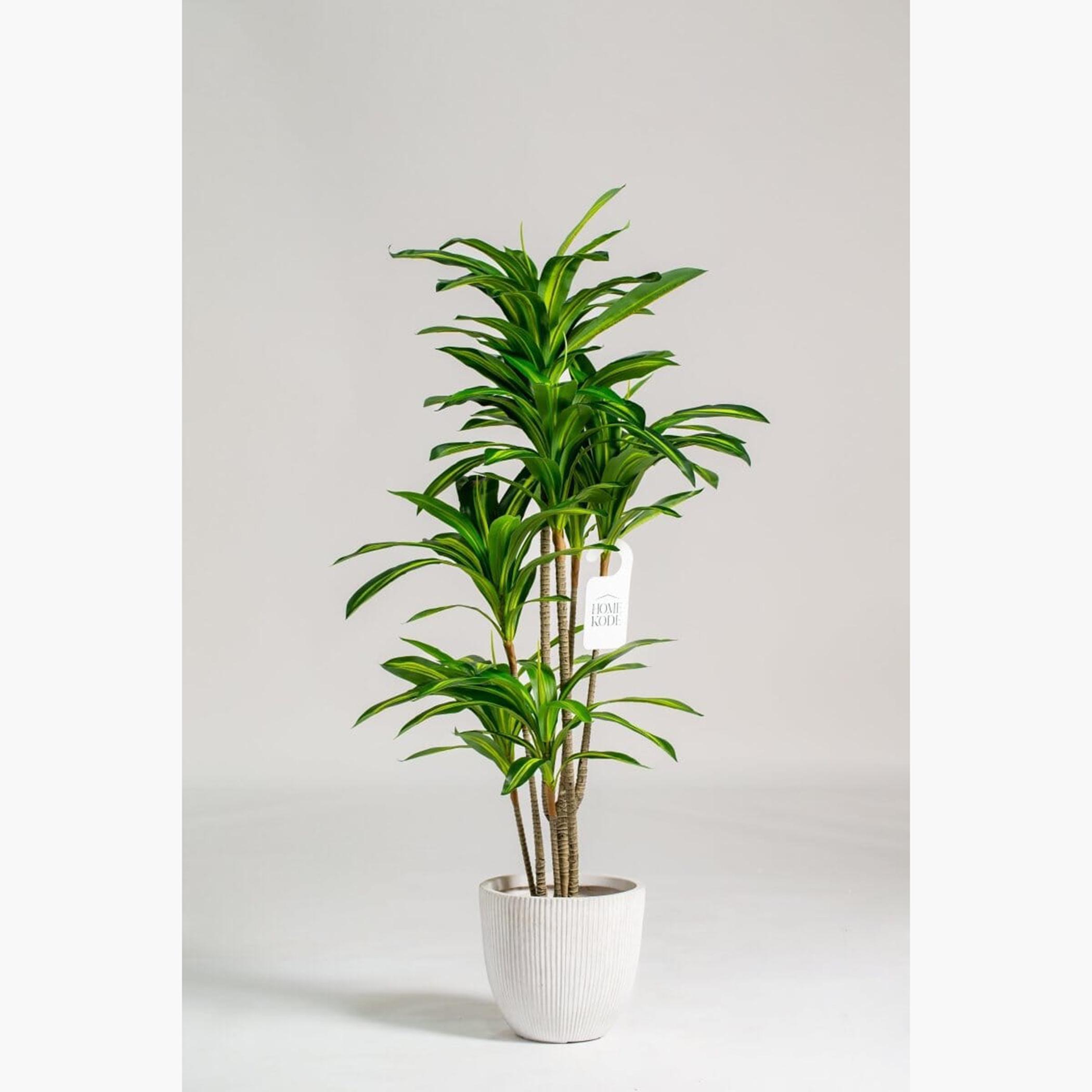 Dracaena Fragrans Tree - 150 cm