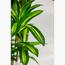 شجرة دراسينا فراجرانس - 150 سم-InfluencerCodes_Ramadan26_All_20012026-image-3