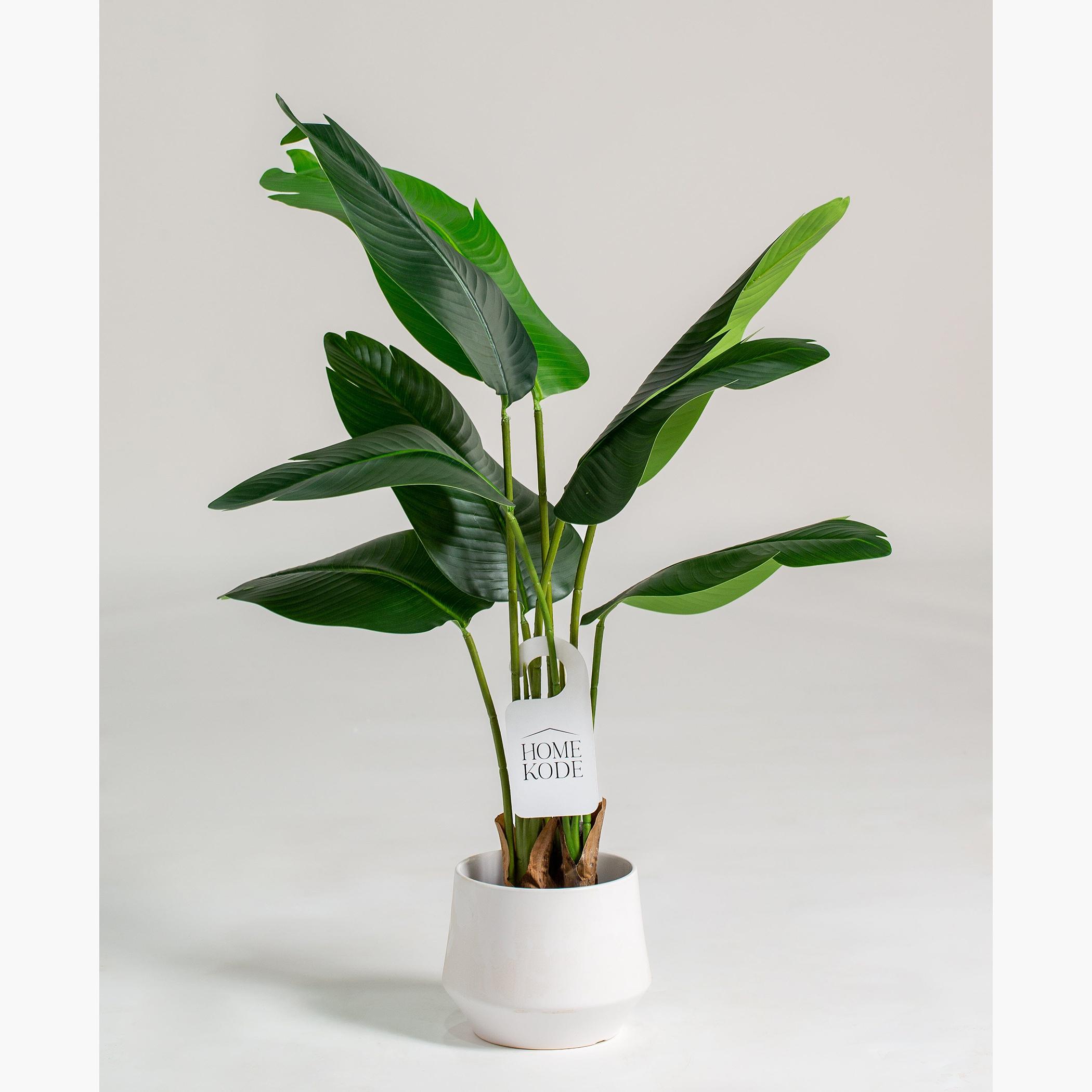 Strelitzia Nicolai Tree - 190 cm