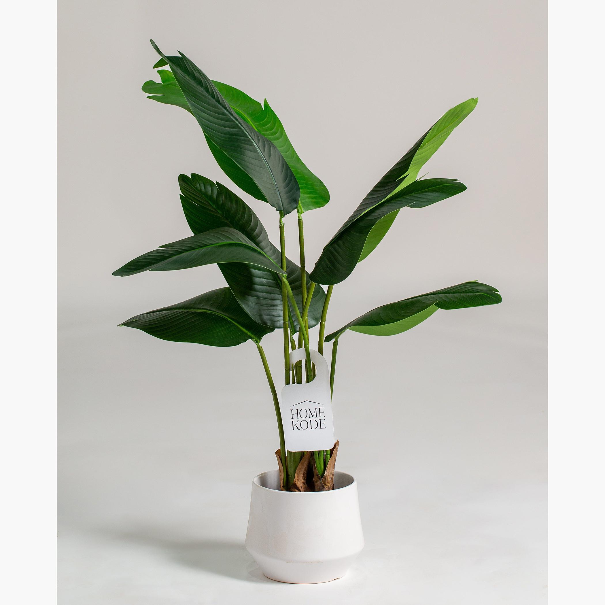 Strelitzia Nicolai Tree - 160 cm