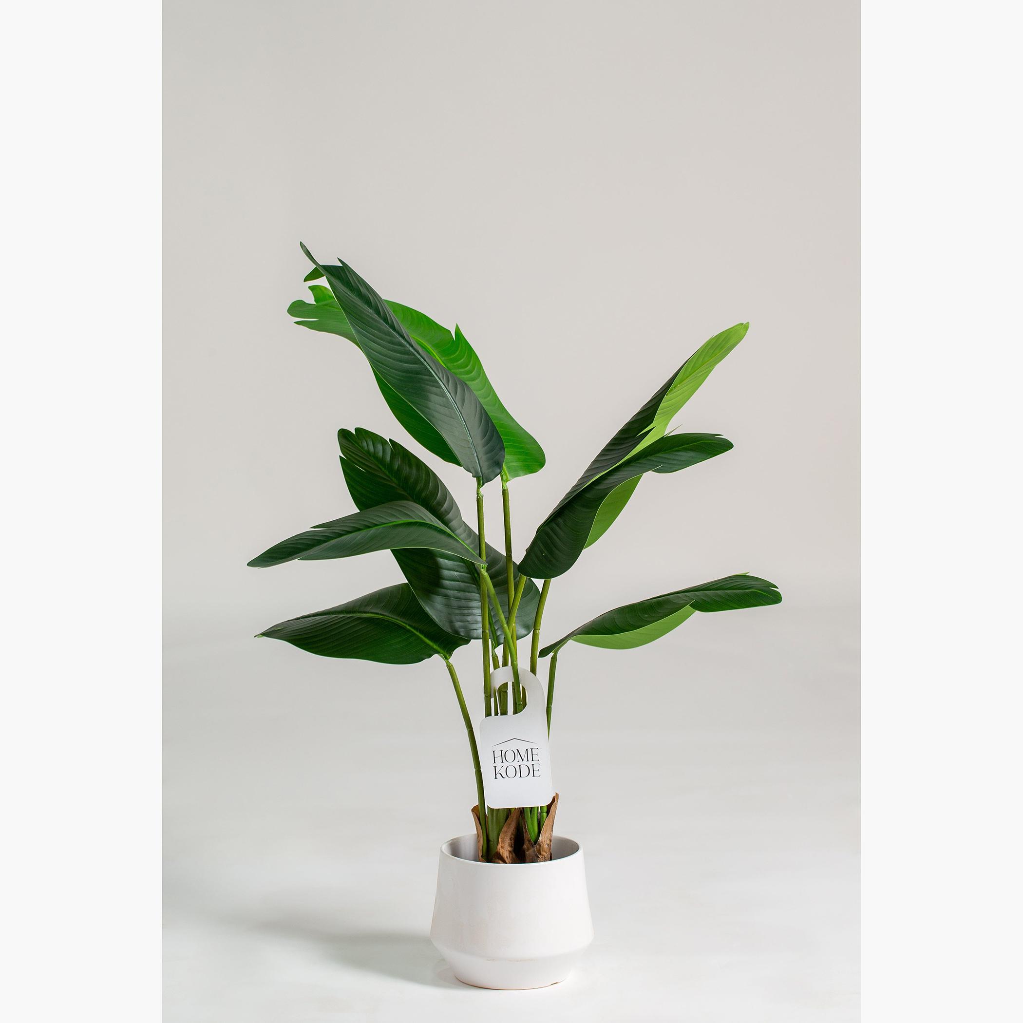 Strelitzia Nicolai Tree - 220 cm