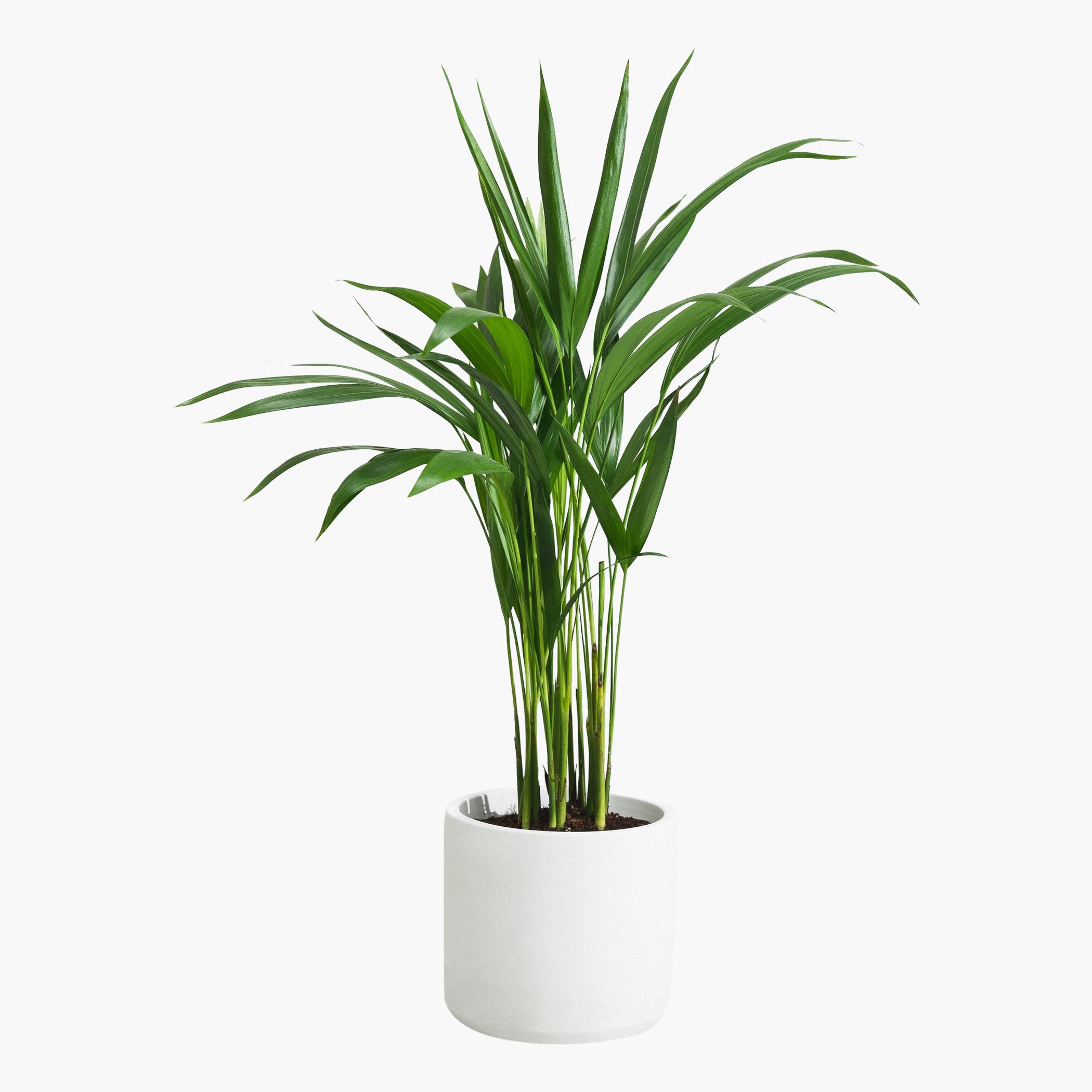 Areca Palm Plant - 50 cm