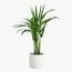 Areca Palm Plant - 50 cm-InfluencerCodes_Ramadan26_All_20012026-image-1